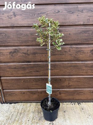 Törzses tarka magyal