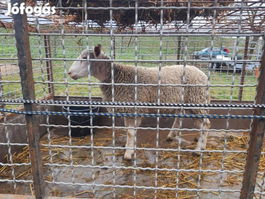Törzskönyves Berichon kos juh