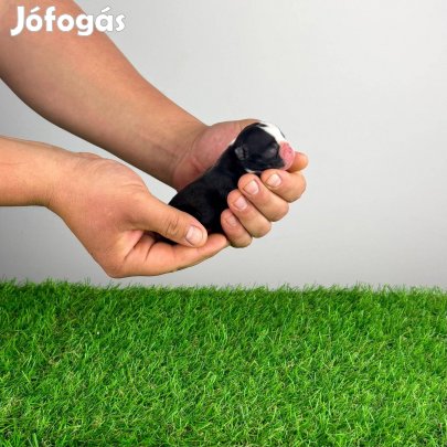 Törzskönyves Boston terrier kiskutya