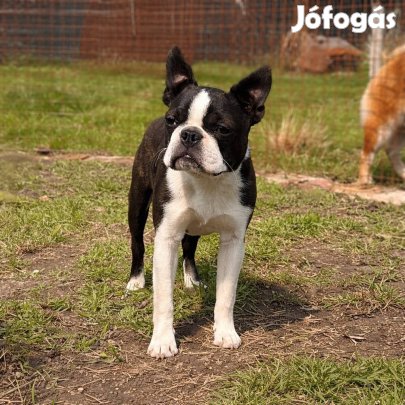 Törzskönyves Boston terrier kislány
