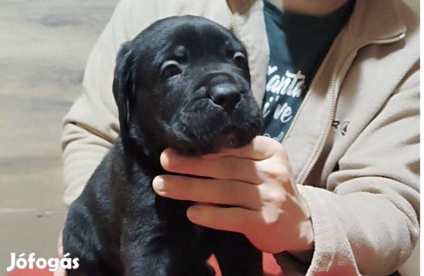 Törzskönyves Cane Corso Kölykök