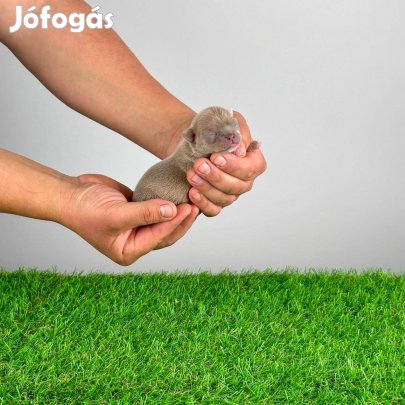 Törzskönyves Csivava blue fawn, lilac fawn szuka kiskutya