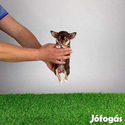 Törzskönyves Csivava csoki szuka kiskutya