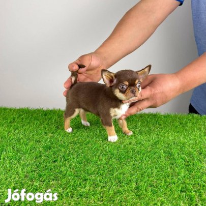 Törzskönyves Csivava csoki szuka kiskutya