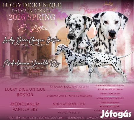 Törzskönyves Dalmata kiskutyák előjegyezhetők