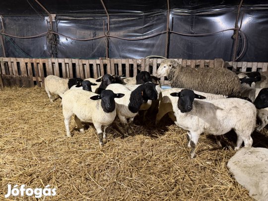 Törzskönyves Dorper jerkék eladóak!