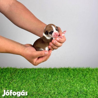 Törzskönyves Pembroke Welsh Corgi kiskutya