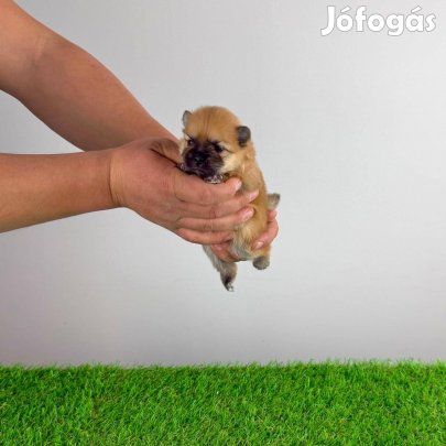 Törzskönyves Pomerániai törpespitz Pomi kiskutya