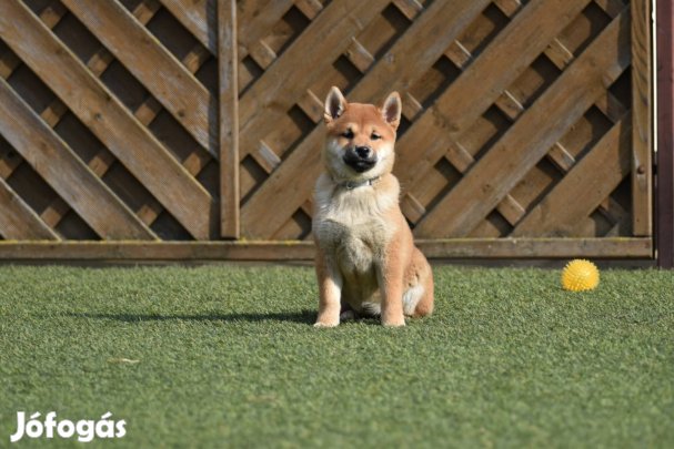 Törzskönyves Shiba Inu pici lány gazdit keres, szűrt szülőktők