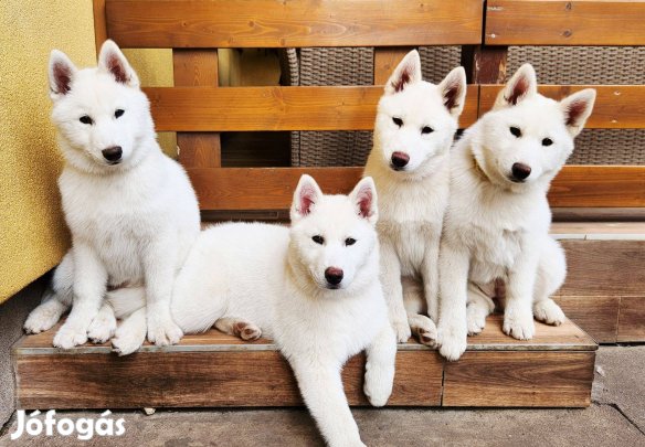 Törzskönyves Szibériai Husky Kiskutyák
