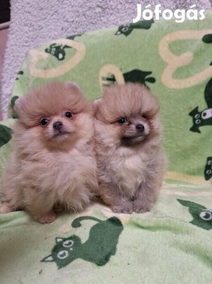 Törzskönyves Szülőktől Pomerániai jellegű Kisfiúk