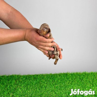 Törzskönyves Törpe tacskó kiskutya