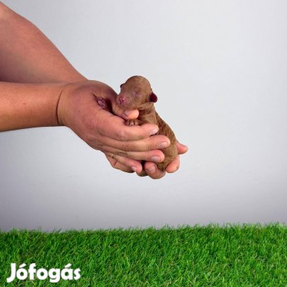 Törzskönyves Törpe uszkár szuka kiskutya