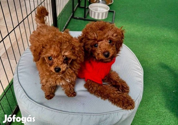 Törzskönyves Toy Uszkár - Teacup kislány elérhető Kennelünkben