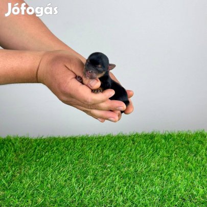 Törzskönyves Yorkshire terrier Yorki kan kiskutya