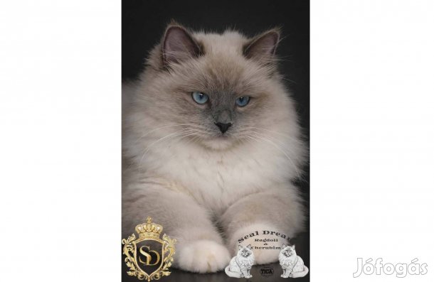 Törzskönyves, Champion, Original Ragdoll (rongybaba)