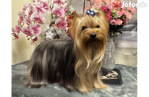 Törzskönyves , yorkshire terrier kan!