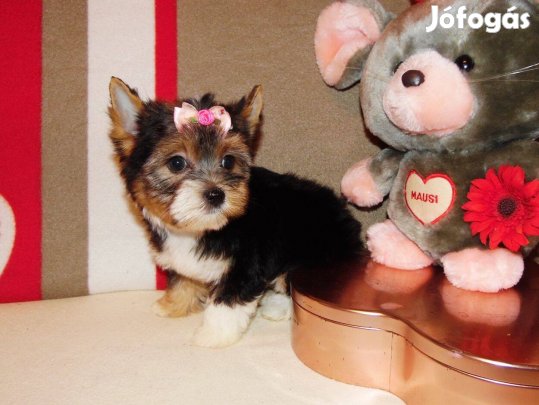 Törzskönyves, kislány Biewer Yorkshire terrier, Yorki