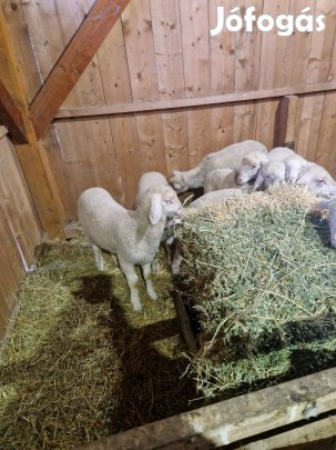 Törzskönyves anyáktól Landschaf merinó utódok