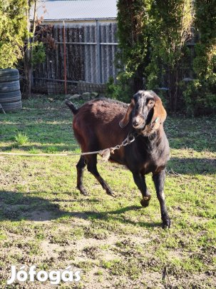 Törzskönyves bakkecske
