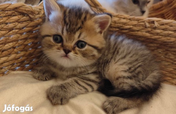 Törzskönyves brit fiú