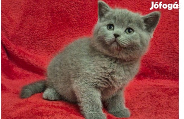 Törzskönyves brit rövidszőrű kék kislány kiscica