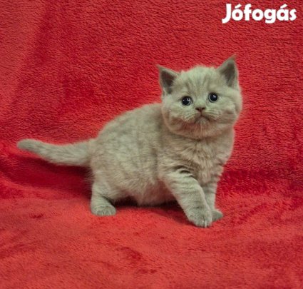 Törzskönyves brit rövidszőrű lila kandúr kiscica