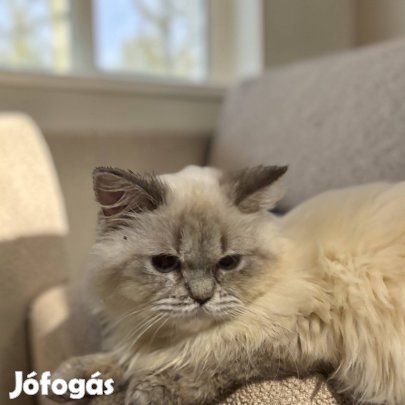 Törzskönyves hosszúszőrű kislány