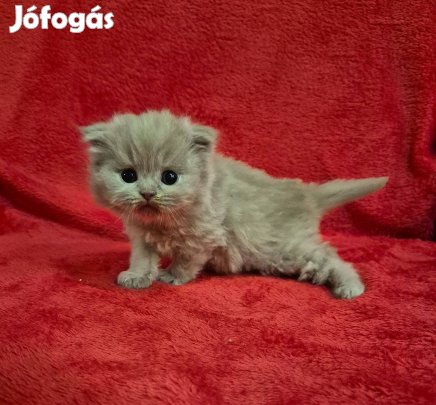 Törzskönyves hosszúszőrű skót lógófülű lila kandúr kiscica