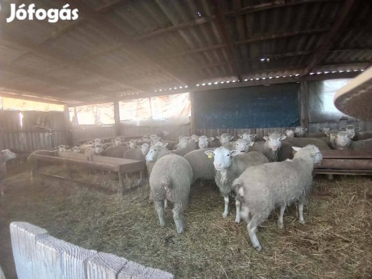 Törzskönyves ile de france anyák