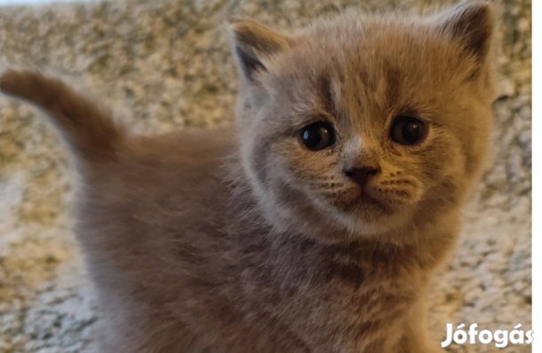 Törzskönyves kék brit lányok