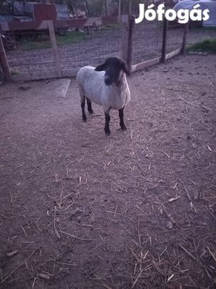 Törzskönyves kos eladó