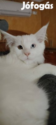Törzskönyves különleges maine coon kandúr eladó!