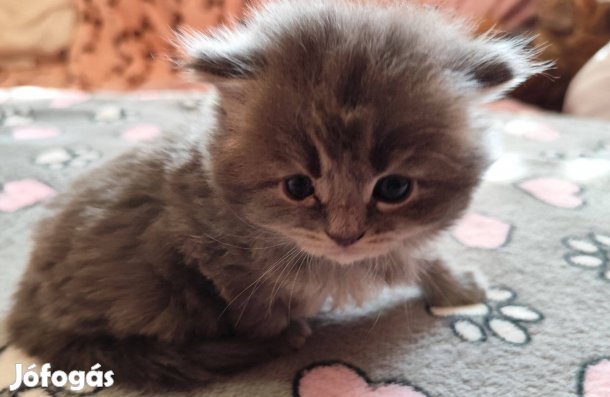 Törzskönyves maine coon cicák