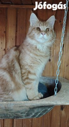 Törzskönyves maine coon lányka azonnal elvihető!
