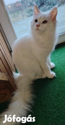 Törzskönyves maine coon nőstény azonnal elvihető!