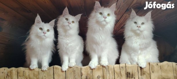Törzskönyves maine coon nőstény eladó!