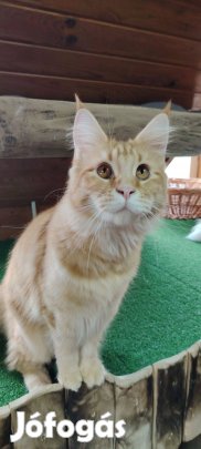 Törzskönyves maine coon nőstény eladó!