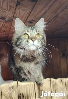 Törzskönyves maine coon teknőc nőstény azonnal elvihető!