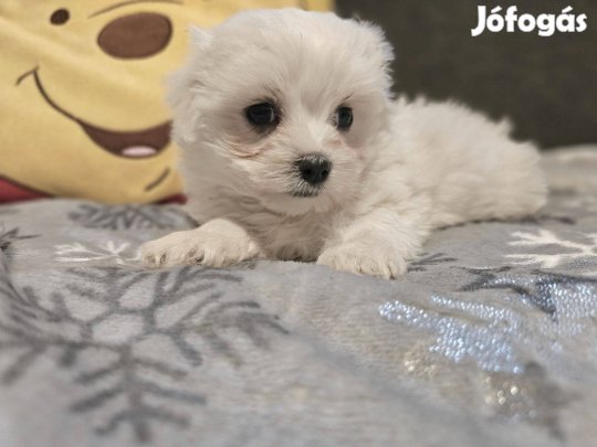 Törzskönyves máltai kiskutya szállítással