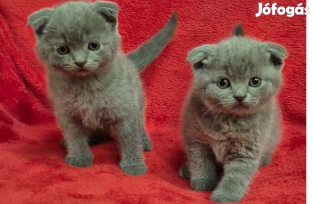 Törzskönyves skót lógófülű kék kandúr kiscicák