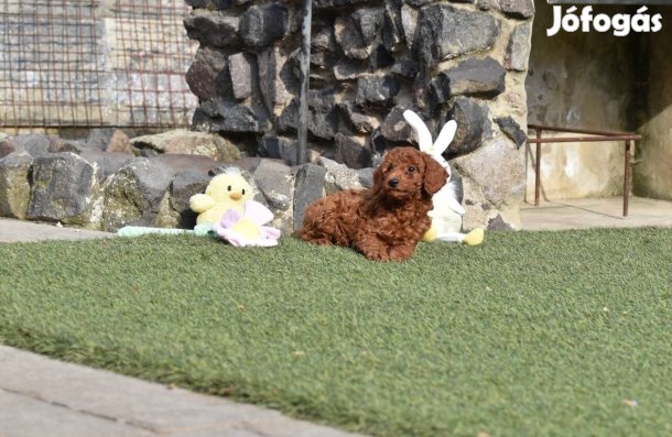 Törzskönyves törpe uszkár, genetikailag szűrt szülőktől