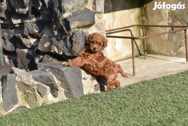 Törzskönyves toy kislány gazdiját keresi, genetikailag szűrt szülőktől