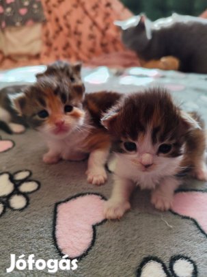Törzskönyvezet maine coon lányok