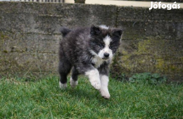 Törzskönyvezett Akita inu