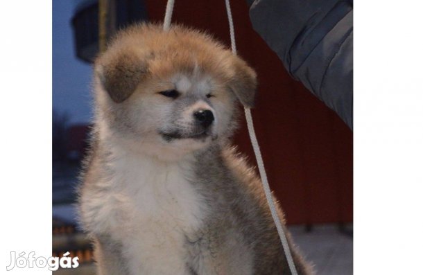 Törzskönyvezett Akita inu kiskutyák