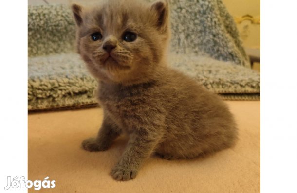 Törzskönyvezett Brit kék fiúk