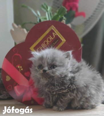 Törzskönyvezett Brit kék hosszú szőrű kisfiú