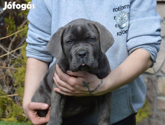 Törzskönyvezett Cane corso kölykök eladók