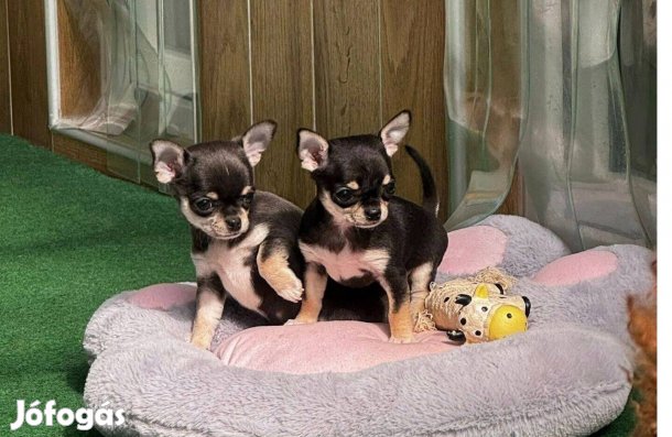 Törzskönyvezett Chihuahua fiúk elérhetők Kennelünkben Hopeofvillafarm
